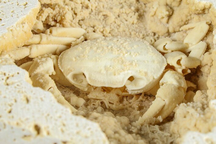 Fossil Crab (Potamon) Preserved in Travertine - Turkey #379404